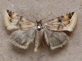 Eublemma staudingeri